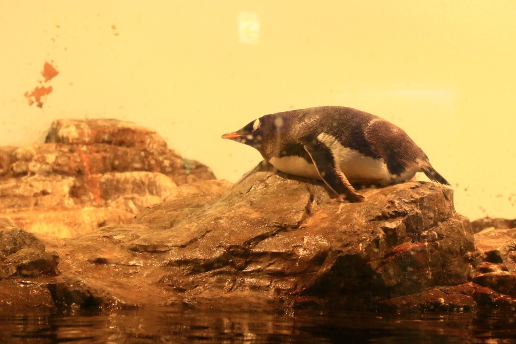 新江ノ島水族館,ペンギン
